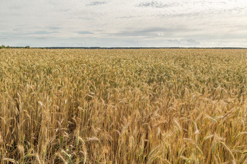 A huge field of wheat near the village.