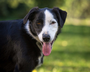 Border collie outside with tongue out