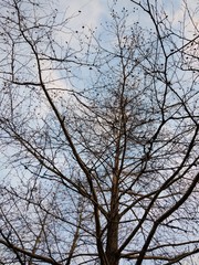 Fototapeta na wymiar trees nature winter season winter cold silhouette brunches sky