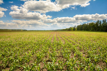 Fototapeta na wymiar Corn field in the summer