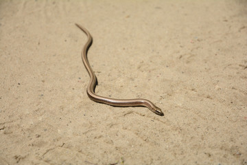  Slowworm, Anguis fragilis on the road