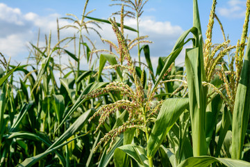 Blooms corn in summer
