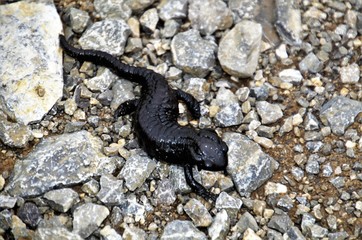 Black salamander 