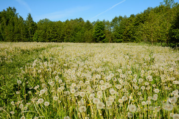 Field of dandelions near the forest