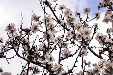 Almond flower Almond Tree Close-up Macro Photo