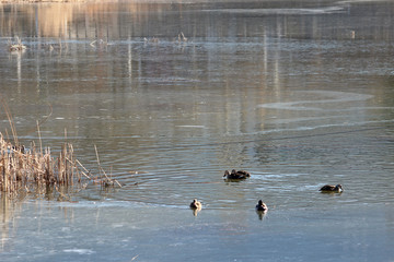 겨울연못에 오리