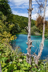 two dead trees on the background of the river and the forest; river water is beautiful in color - bluish-green; In the back there is a hill overgrown with trees.