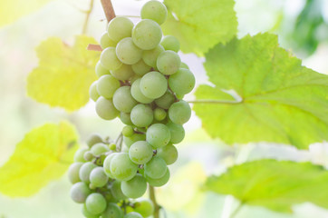 Bunch of ripening green grapes in sunlight