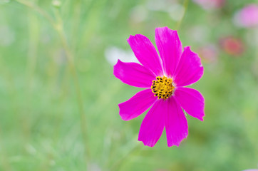 Obraz premium Flowers of the Cosmos in the flowerbed with a blurred background