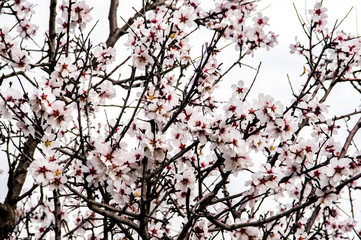Almond flower Almond Tree Close-up Macro Photo