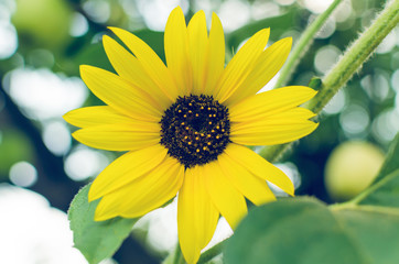 Bright yellow flower of a sunflower in the garden