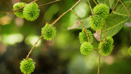 fruits green rambutan on tree. Tropical fruit rambutan fruits Nephelium lappaceum in garden