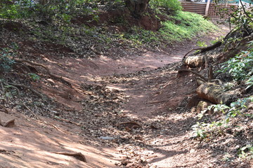 Fototapeta premium path in forest