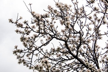 Almond flower Almond Tree Close-up Macro Photo