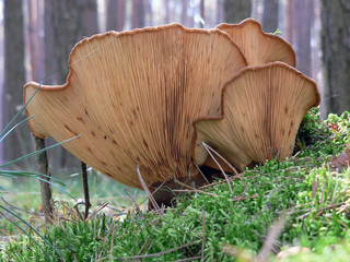 Mashroom in the forest