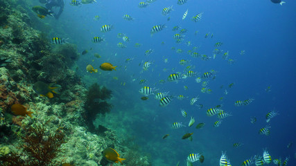Naklejka na ściany i meble tropical fish and coral reef underwater world diving and snorkeling on coral reef. Hard and soft corals underwater landscape
