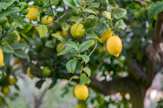 Moga citroner på träd