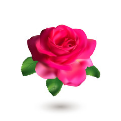 Fototapeta premium Pink rose with green leaves isolated on white background. Love symbol.