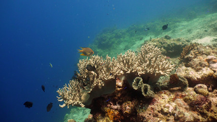 coral reef and tropical fish. underwater world diving and snorkeling on coral reef. Hard and soft corals underwater landscape