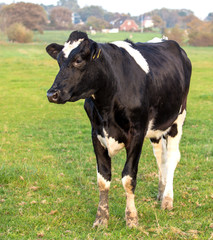 black and white cow on pasture