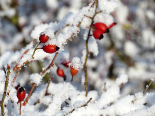 Snow covered red rosehip berries on winter bush. Concept of cold weather and snowfall, medicinal fruits of briar