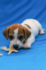 puppy Jack Russell cute and funny