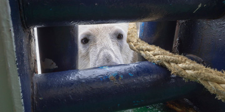 Polar Bear (Ursus maritimus) looking through an opening in ship's deck, Svalbard Archipelago, Arctic