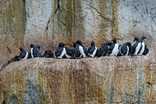 Thick-billed Murres (Uria lomvia) (Brunnich's guillemots) colony, Alkefjellet Hinlopen Strait, Svalbard archipelago, Arctic