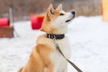 Akita inu in winter Park