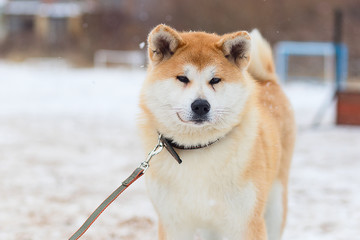 Akita inu in winter Park