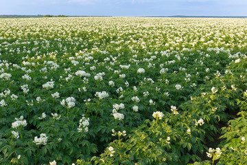 Potato field © Andreas