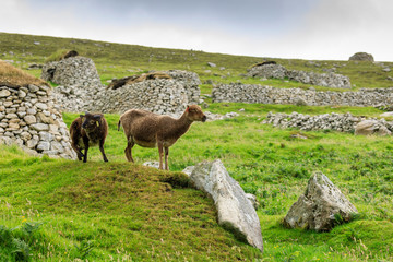 Wild Soay sheep and lamb, ancient breed, stone remains of village, Hirta, St. Kilda Archipelago, Outer Hebrides, Scotland