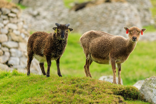 Wild Soay sheep and lamb, ancient breed, stone remains of village, Hirta, St. Kilda Archipelago, Outer Hebrides, Scotland
