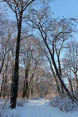Verschneiter Weg im Wald