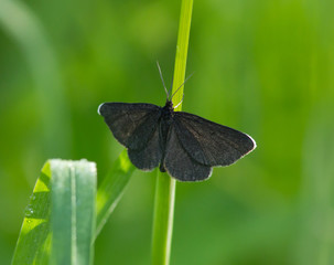 Ringlet (Aphantopus hyperantus) butterfly in the grass