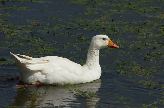 Domestic goose on the water