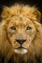 Closeup of a male lion looking straight at the camera.