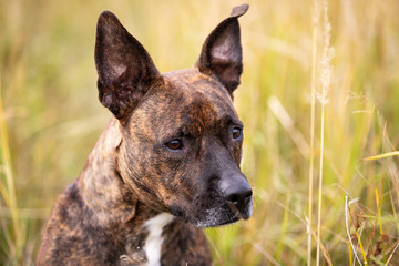 Serious tiger dog walks at autumn field