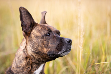 Serious tiger dog walks at autumn field