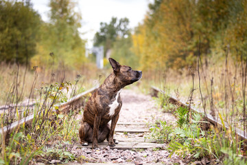 Serious tiger dog walks at abandoned railway