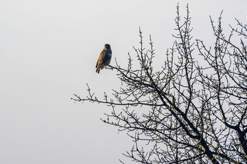 bird on a tree