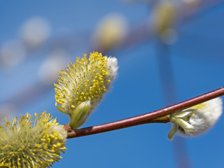 Fototapeta premium Blühende Weide, Salix, im Frühling