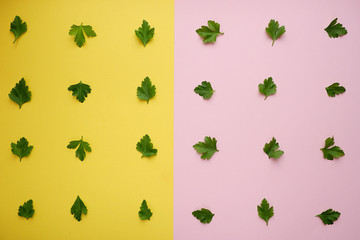 Pattern of green leaves of parsley on a yellow-pink background, top view