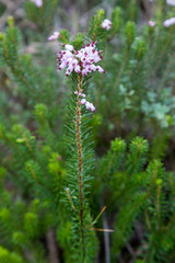 Blommande klockljung