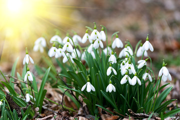 Beautiful snowdrops background