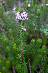 Blommande klockljung