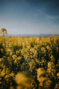 Yellow Flowers In Beautiful Field