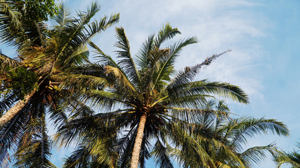 Fototapeta na wymiar coconut palm tree against blue sky. travel concept. tropical coast and frame coconut tree