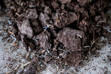 Cow dung, organic fertilizer.