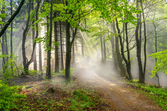 Foggy Forest In The Morning Sun, People Running Along A Path